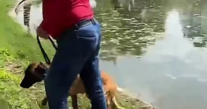 video un barbat e acuzat ca a incercat sa si inece cainele in lacul din parcul tineretului din capitala politia a deschis dosar penal 6a00665927ebf
