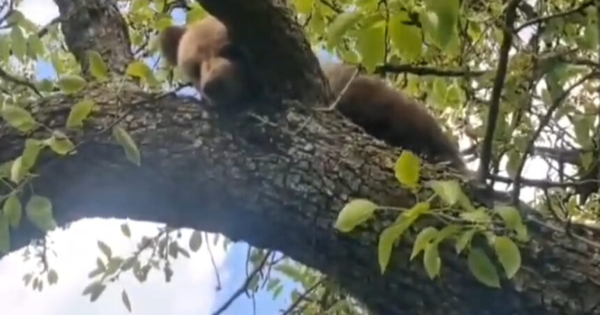 video un pui de urs blocat intr un copac a fost salvat de jandarmi langa sighisoara 69fcd0cdd5193