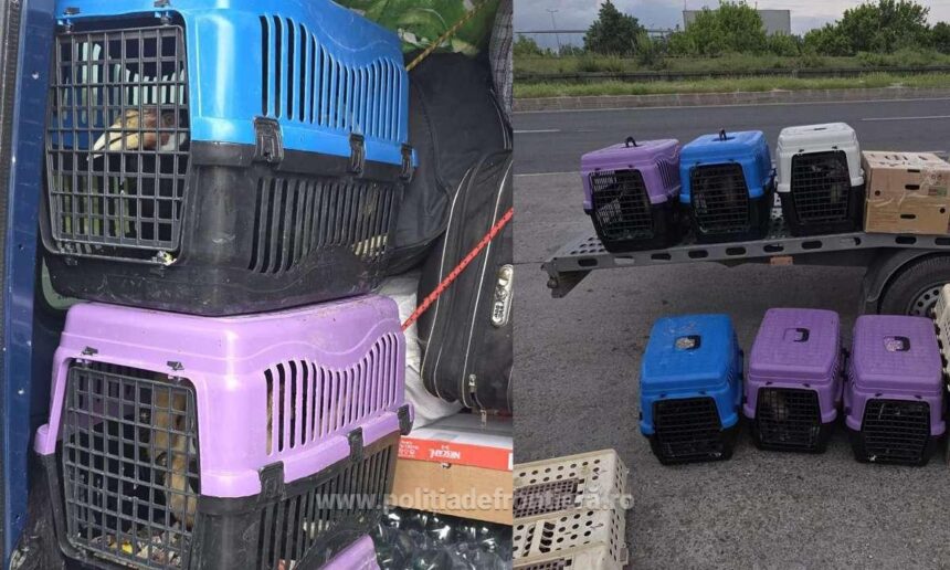 video zeci de pasari exotice descoperite la granita cu bulgaria politistii de frontiera au blocat transportul 6a01e3e429f56