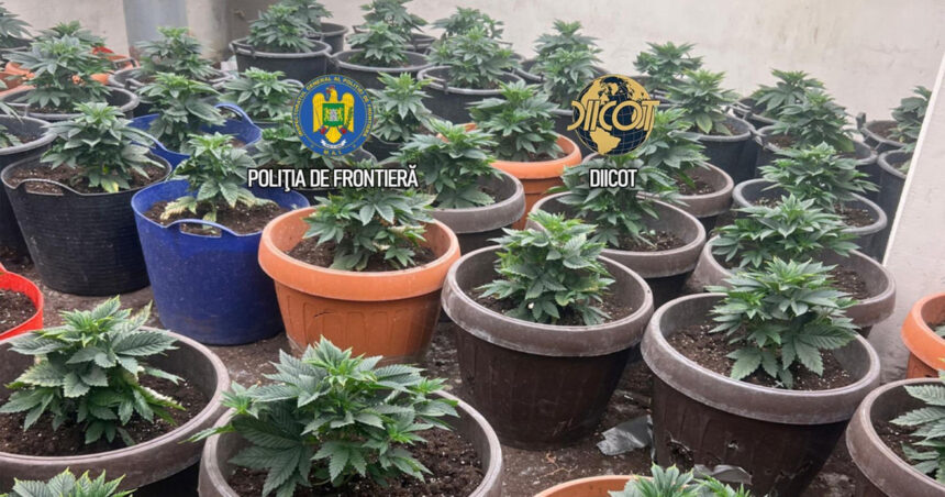 videofoto cultura uriasa de canabis la ghiveci descoperita langa capitala semintele erau aduse din olanda prin posta 6a16fa178a3ef