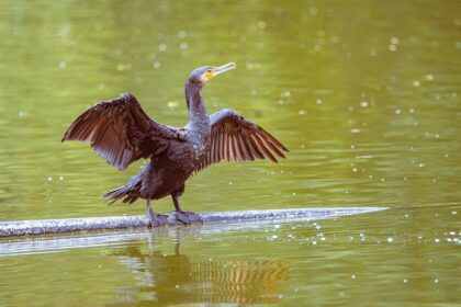 barbat din sulina anchetat dupa ce a chinuit un cormoran s a ales cu dosar penal 6a367249c5a89