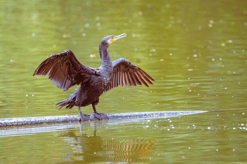 barbat din sulina anchetat dupa ce a chinuit un cormoran s a ales cu dosar penal 6a367249c5a89