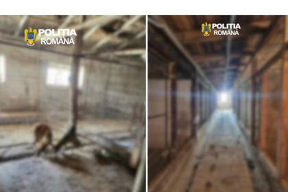 descoperire socanta in satul runcu comuna pantelimon 90 de caini malnutriti si bolnavi salvati de autoritati 6a3675be54eab