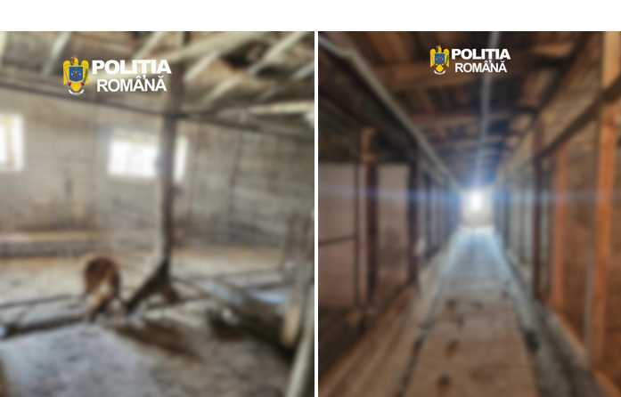 descoperire socanta in satul runcu comuna pantelimon 90 de caini malnutriti si bolnavi salvati de autoritati 6a3675be54eab