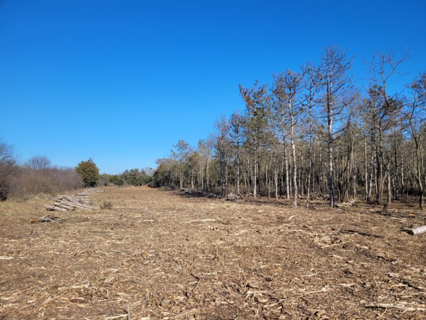 dupa un proces cu nabadai si rasturnari de situatii 60 de hectare din padurea comorova au fost trecute in domeniul public al uat mangalia 6a3b27d43decb