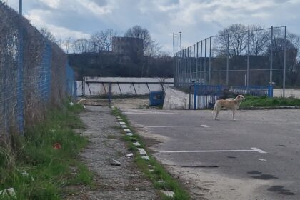incep lucrarile la noul stadion gheorghe hagi o firma din agigea se ocupa de cercetarea arheologica 6a25ed634944d