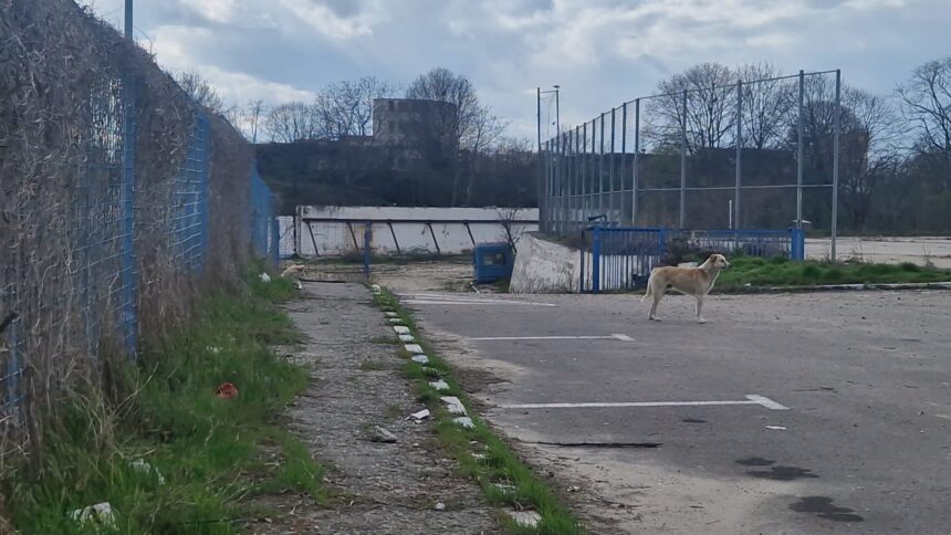 incep lucrarile la noul stadion gheorghe hagi o firma din agigea se ocupa de cercetarea arheologica 6a25ed634944d