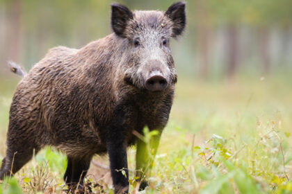 mesaj ro alert dupa ce un porc mistret a fost vazut in pipera voluntari in zona unei scoli 6a2839aa27f84