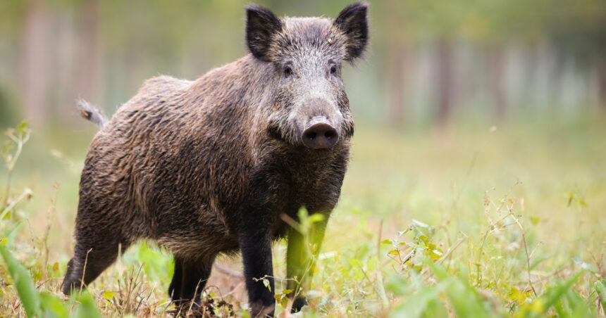 mesaj ro alert dupa ce un porc mistret a fost vazut in pipera voluntari in zona unei scoli 6a2839aa27f84