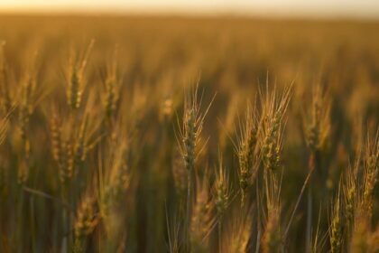un teren cu drept de ipoteca in favoarea greilor de la ameropa grains scos la licitatie firma de shipping executata silit 6a3eef54b7bfe