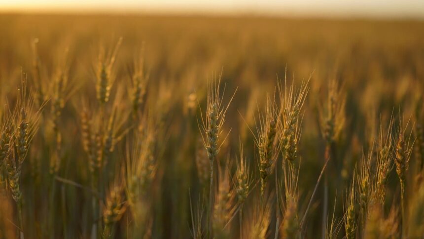 un teren cu drept de ipoteca in favoarea greilor de la ameropa grains scos la licitatie firma de shipping executata silit 6a3eef54b7bfe