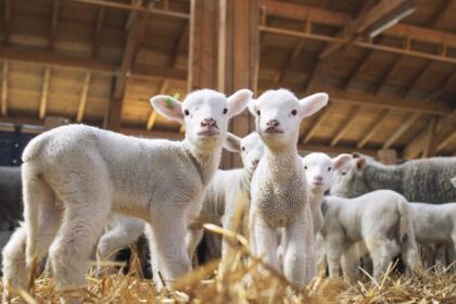 veste buna pentru fermieri romania ar putea relua curand exporturile de ovine 6a3a7bede580c