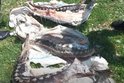 video amenzi de peste 17 milioane de lei si dosare penale in delta dunarii actiune in forta a garzii de mediu 6a396613c2dcf