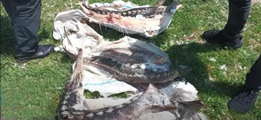 video amenzi de peste 17 milioane de lei si dosare penale in delta dunarii actiune in forta a garzii de mediu 6a396613c2dcf