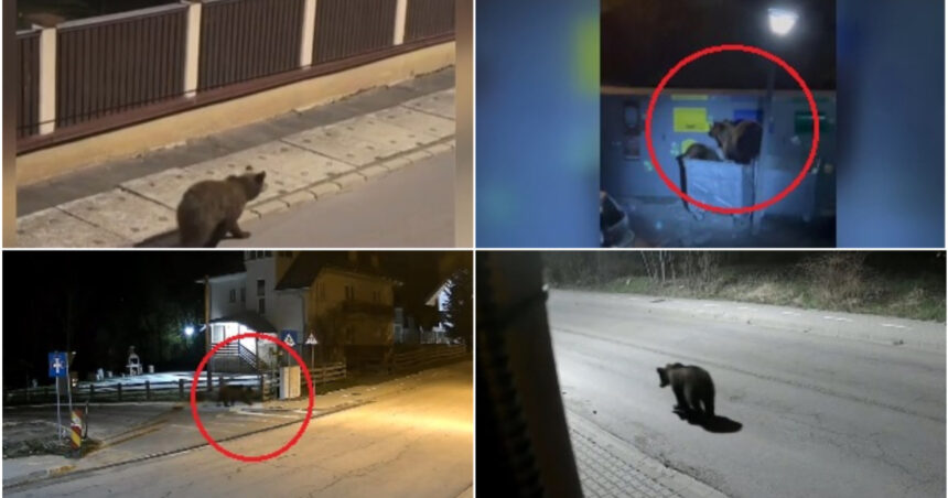 video e o solutie dar nu eficienta ce spun romanii din zonele de munte despre legea care dubleaza cota de recoltare in cazul ursilor 6a3f648a2507f