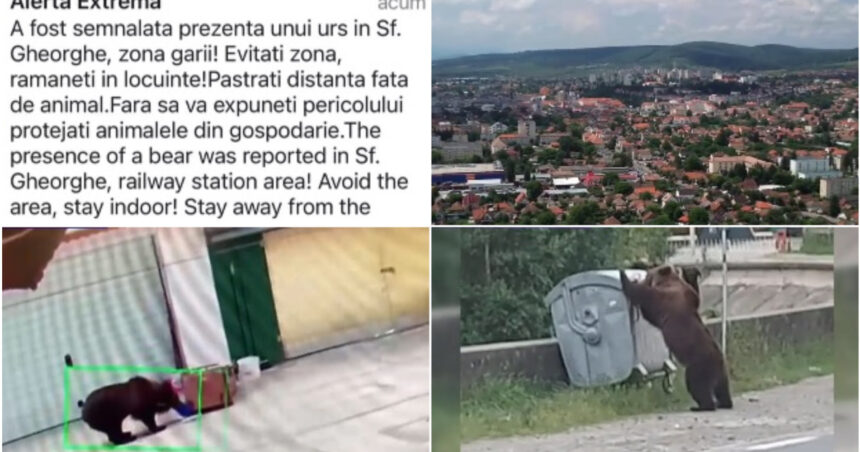 video foarte periculosi de doua ori m au atacat oras intreg terorizat de ursi animalele dau tarcoale in cautare de hrana 6a3cba7d8a5c4