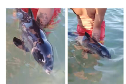 video imagini emotionante un pui de delfin pierdut de mama recuperat pe plaja faleza nord 6a3bfae87dc06