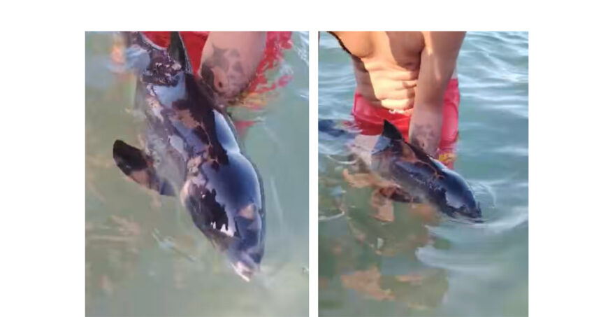 video imagini emotionante un pui de delfin pierdut de mama recuperat pe plaja faleza nord 6a3bfae87dc06