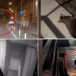 video nu se poate asa ceva oras sub teroarea ursilor zi si noapte peste 120 de apeluri la 112 in numai o luna 6a210e88eea04