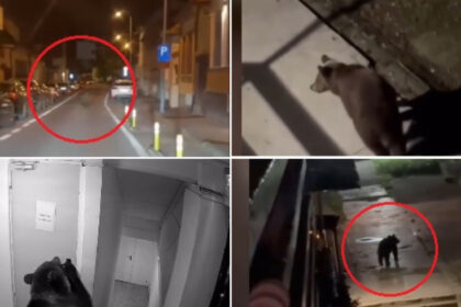 video nu se poate asa ceva oras sub teroarea ursilor zi si noapte peste 120 de apeluri la 112 in numai o luna 6a210e88eea04