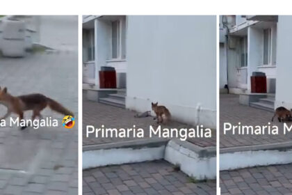 video o vulpe a iesit la vanatoare chiar langa primaria mangalia val de reactii din partea localnicilor 6a34e4ec9c974