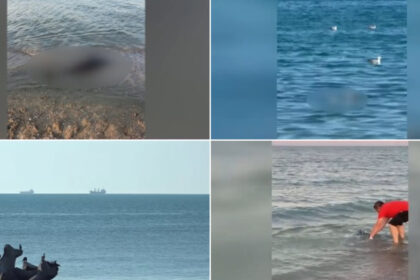 video situatie alarmanta peste 80 de delfini morti esuati pe litoralul romanesc de la inceputul anului care ar putea fi principalele cauze 6a3b69155a602