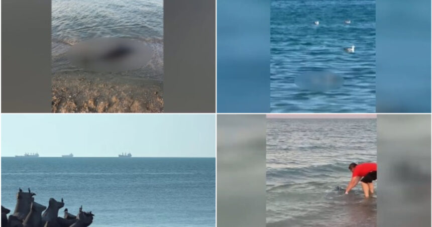 video situatie alarmanta peste 80 de delfini morti esuati pe litoralul romanesc de la inceputul anului care ar putea fi principalele cauze 6a3b69155a602