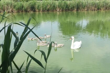 video spectacol pe lacul tabacarie ziua copiilor sarbatorita in natura de o lebada si cei sapte pui ai ei 6a1d45f81e1d6