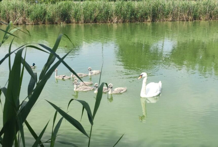 video spectacol pe lacul tabacarie ziua copiilor sarbatorita in natura de o lebada si cei sapte pui ai ei 6a1d45f81e1d6