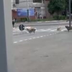 video teama printre locuitorii din anda o haita de caini ar fugari trecatorii si ar sari in fata masinilor 6a33cefa71e42