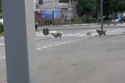 video teama printre locuitorii din anda o haita de caini ar fugari trecatorii si ar sari in fata masinilor 6a33cefa71e42