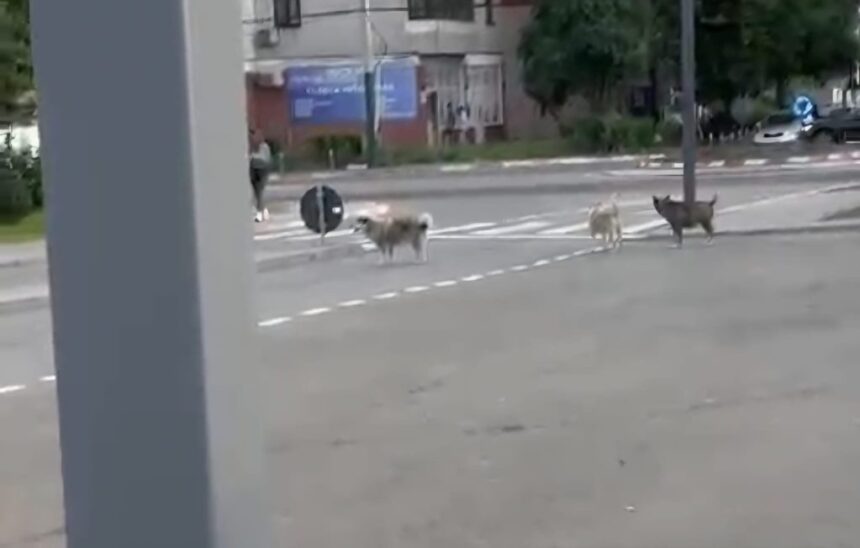 video teama printre locuitorii din anda o haita de caini ar fugari trecatorii si ar sari in fata masinilor 6a33cefa71e42
