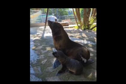 video un nou membru in echipa leilor de mare de la delfinariu constanta este mic frumos si sta cu mama lui 6a3ff68abf15c