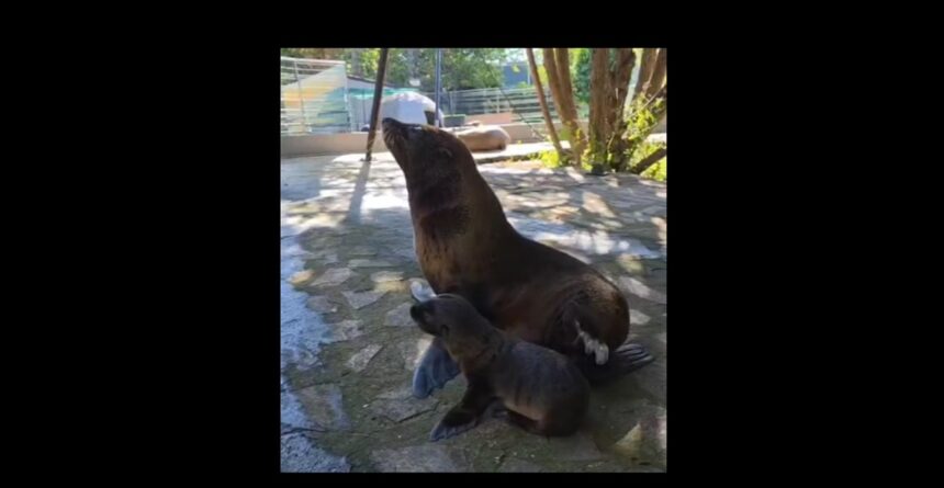 video un nou membru in echipa leilor de mare de la delfinariu constanta este mic frumos si sta cu mama lui 6a3ff68abf15c