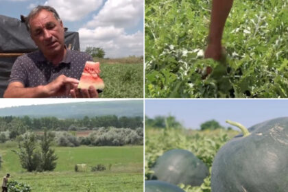 video vremea capricioasa din ultimele saptamani intarzie productia de pepeni romanesti cand ar putea aparea in piete 6a2522a36598f
