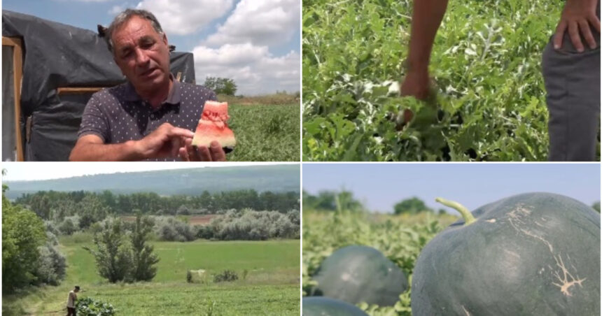 video vremea capricioasa din ultimele saptamani intarzie productia de pepeni romanesti cand ar putea aparea in piete 6a2522a36598f