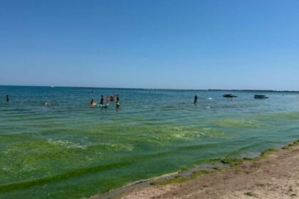 alge pe plajele de pe litoral abadl fenomenul este natural si este favorizat de curenti si de temperatura ridicata a apei 6a45f70252e7e