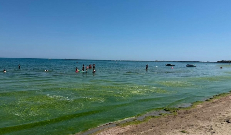 alge pe plajele de pe litoral abadl fenomenul este natural si este favorizat de curenti si de temperatura ridicata a apei 6a45f70252e7e