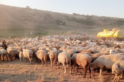 peste 5 000 de crescatori de oi protesteaza joi in fata ansvsa nemultumiti de blocarea exporturilor 6a67839424bbb
