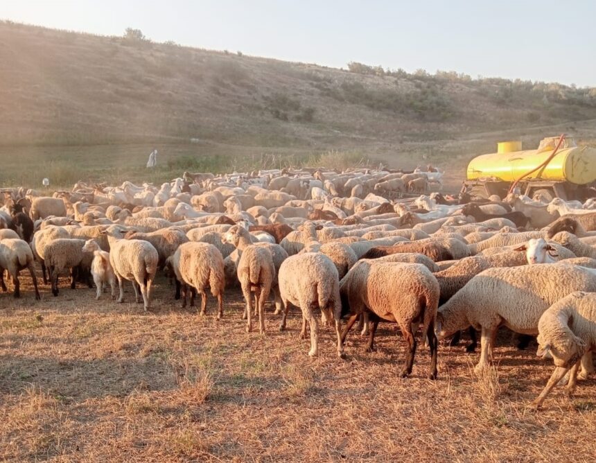 peste 5 000 de crescatori de oi protesteaza joi in fata ansvsa nemultumiti de blocarea exporturilor 6a67839424bbb