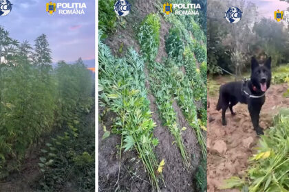 video a inlocuit leusteanul cu firele de canabis plante de doi metri ascunse in porumb si vita de vie 6a68c6efde9f3