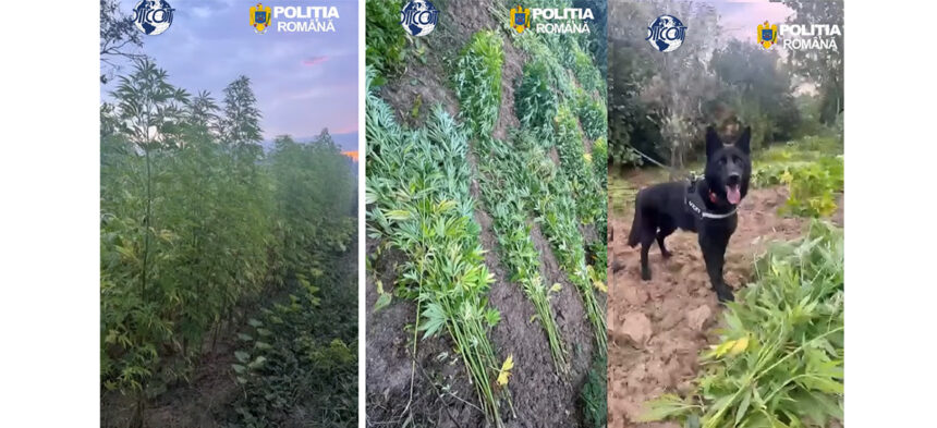 video a inlocuit leusteanul cu firele de canabis plante de doi metri ascunse in porumb si vita de vie 6a68c6efde9f3