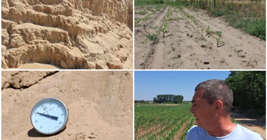video arsita face prapad in sahara olteniei culturi intregi in pericol din cauza temperaturilor extreme e dezastru 6a44ae14277f8