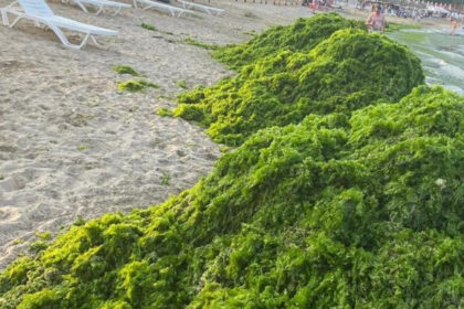 video invazia de alge in mamaia infurie turistii marea a devenit o salata autoritatile intervin in fiecare seara e un fenomen natural 6a45108224b7f