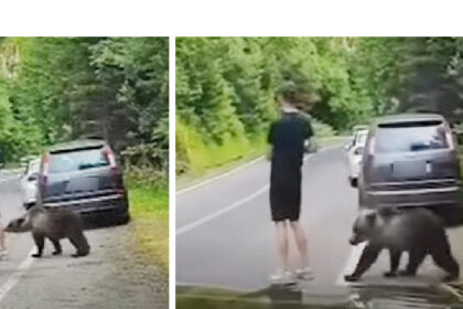 video ireal pe transfagarasan un barbat sta pe telefon in timp ce un urs il adulmeca ce a urmat e de cascadorii rasului 6a689cc56e4e7