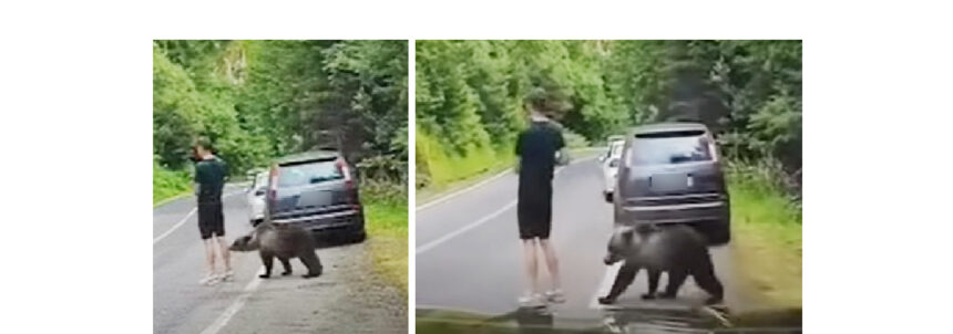 video ireal pe transfagarasan un barbat sta pe telefon in timp ce un urs il adulmeca ce a urmat e de cascadorii rasului 6a689cc56e4e7
