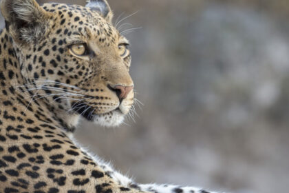 video momentul in care un leopard a intrat intr un magazin de bauturi alcoolice din india 6a5fe28340213