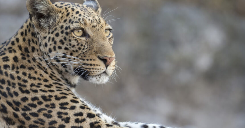 video momentul in care un leopard a intrat intr un magazin de bauturi alcoolice din india 6a5fe28340213