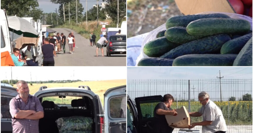 video supraproductia de castraveti esec pentru producatorii din olt pretul derizoriu cu care se vinde sacul de 25 de kilograme e pomana 6a475b9331e0d
