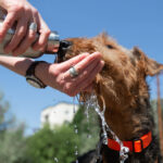 video testez cu mana asfaltul animalele de companie extrem de vulnerabile la canicula care sunt semnele insolatiei la caini 6a449ffe81d22